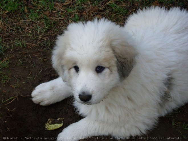 Photo de Chien de montagne des pyrnes