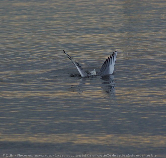 Photo de Mouette