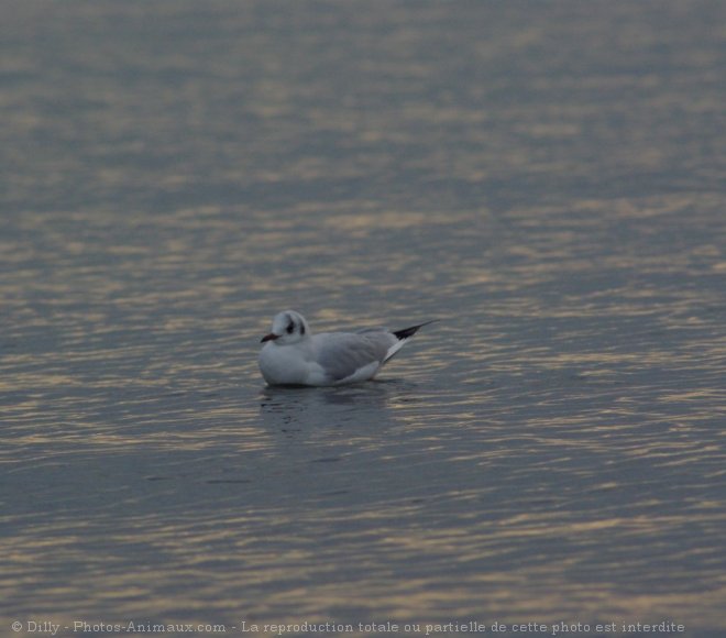 Photo de Mouette