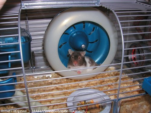 Photo de Hamster