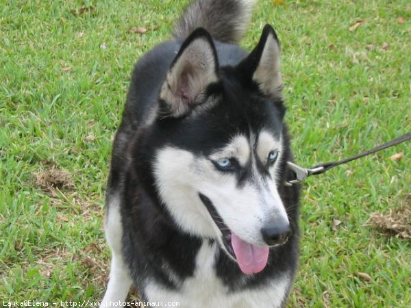 Photo de Husky siberien