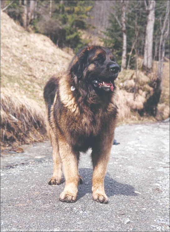 Photo de Leonberg