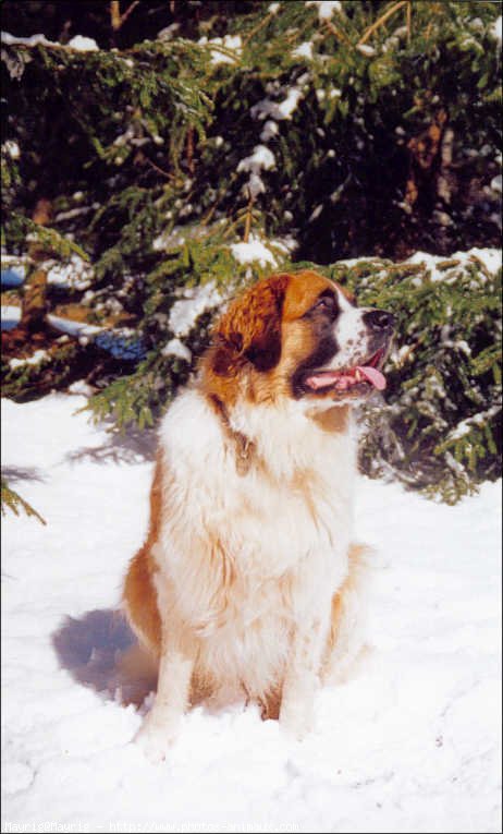 Photo de Saint-bernard poil long