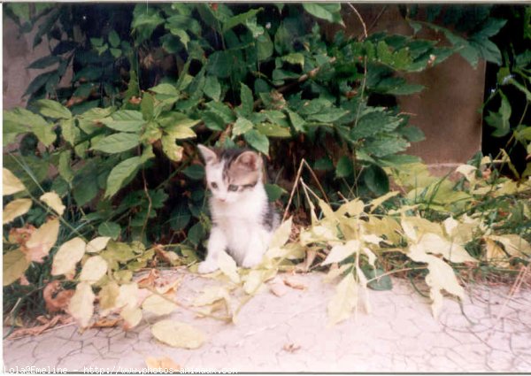 Photo de Chat domestique