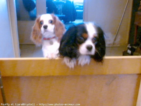 Photo de Cavalier king charles spaniel