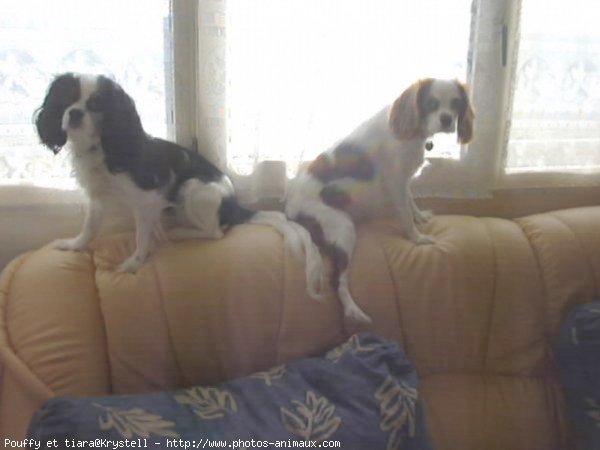 Photo de Cavalier king charles spaniel