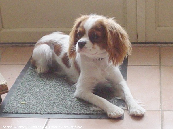 Photo de Cavalier king charles spaniel