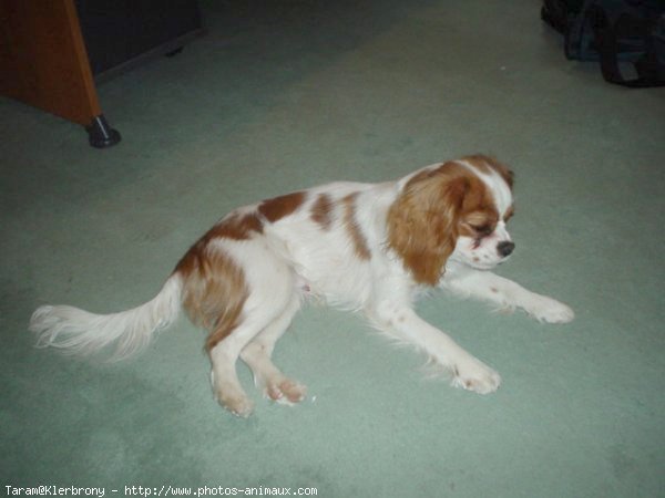 Photo de Cavalier king charles spaniel