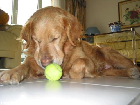 Photo de Golden retriever