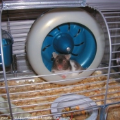 Photo de Hamster