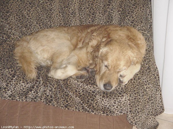 Photo de Golden retriever