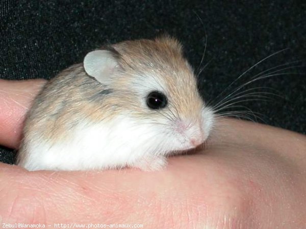 Photo de Hamster