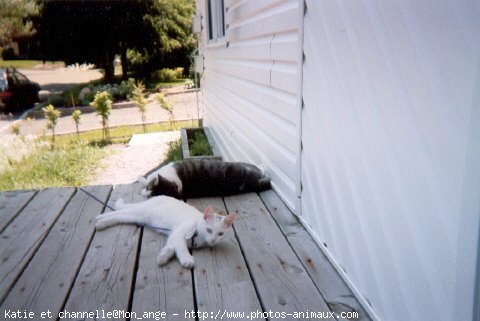 Photo de Chat domestique