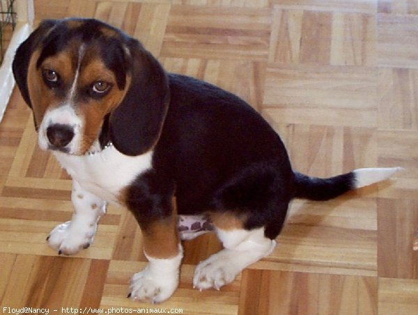 Photo de Beagle