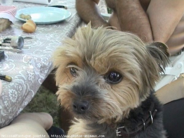 Photo de Yorkshire terrier