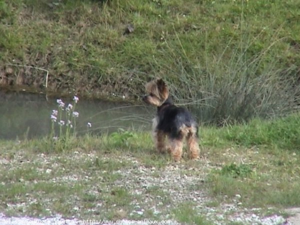 Photo de Yorkshire terrier