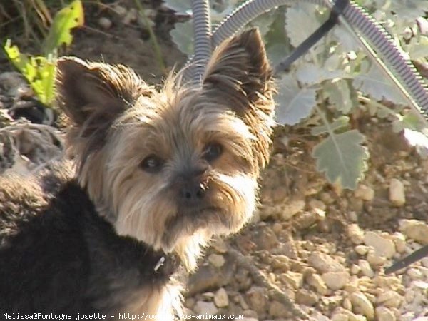 Photo de Yorkshire terrier