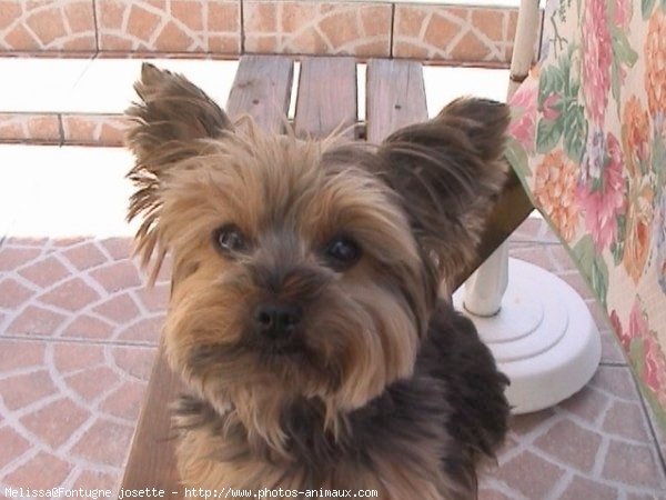 Photo de Yorkshire terrier