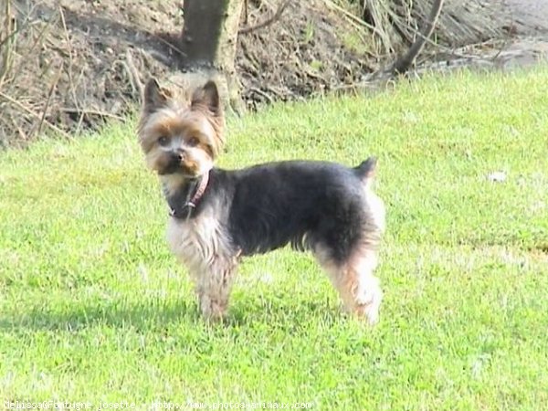 Photo de Yorkshire terrier