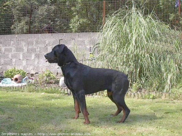 Photo de Rottweiler