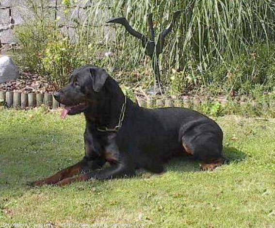 Photo de Rottweiler