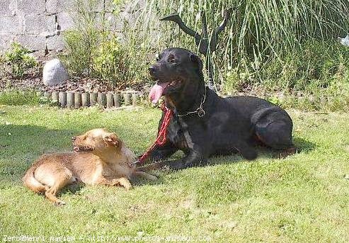 Photo de Rottweiler