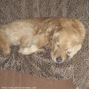 Photo de Golden retriever