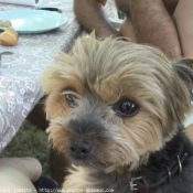 Photo de Yorkshire terrier