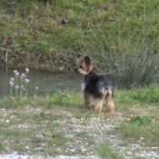 Photo de Yorkshire terrier