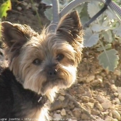 Photo de Yorkshire terrier