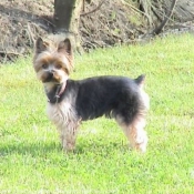 Photo de Yorkshire terrier