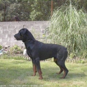 Photo de Rottweiler