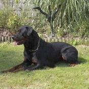 Photo de Rottweiler