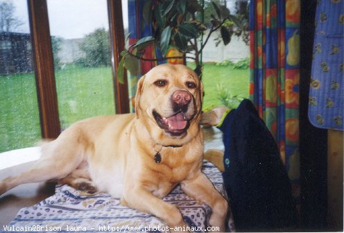 Photo de Labrador retriever