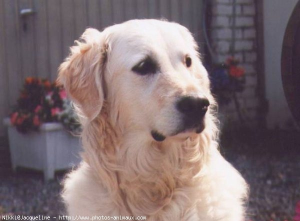 Photo de Golden retriever