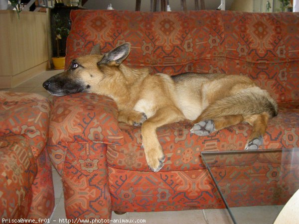 Photo de Berger allemand  poil court