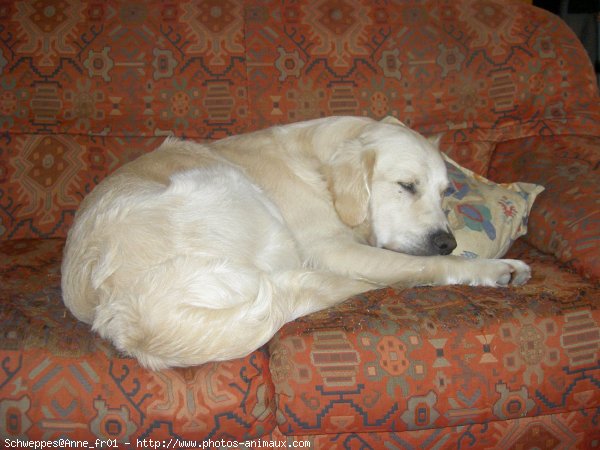 Photo de Golden retriever