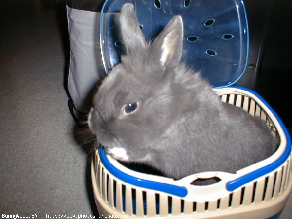 Photo de Lapin