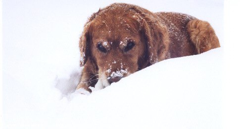 Photo de Golden retriever