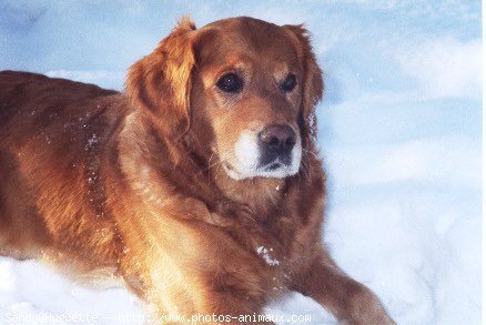 Photo de Golden retriever