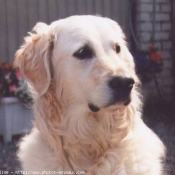 Photo de Golden retriever