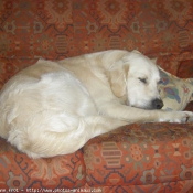 Photo de Golden retriever