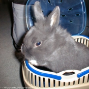 Photo de Lapin