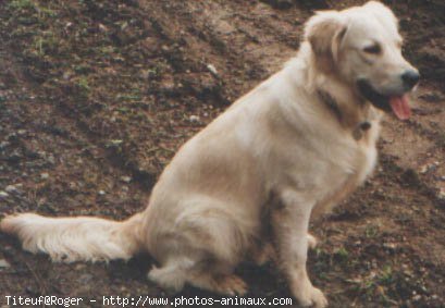 Photo de Golden retriever