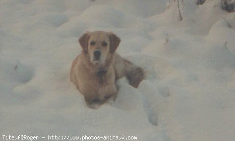 Photo de Golden retriever