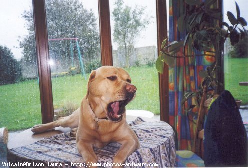 Photo de Labrador retriever