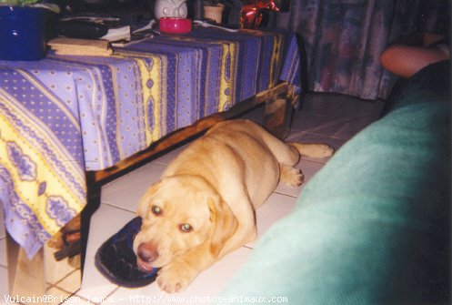 Photo de Labrador retriever