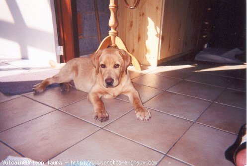 Photo de Labrador retriever