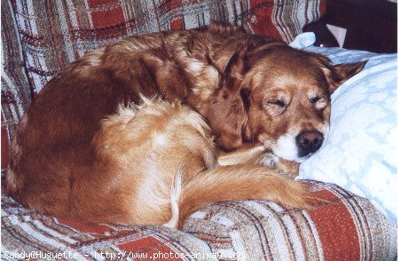 Photo de Golden retriever