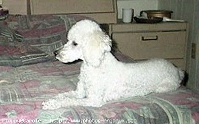 Photo de Caniche moyen